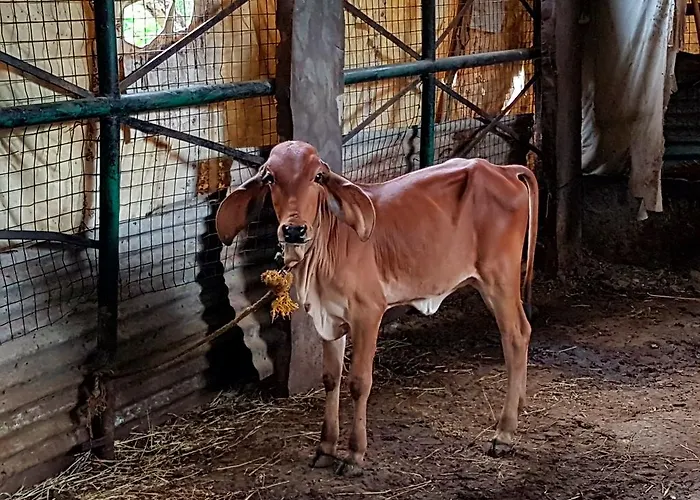 Krishna Ranch